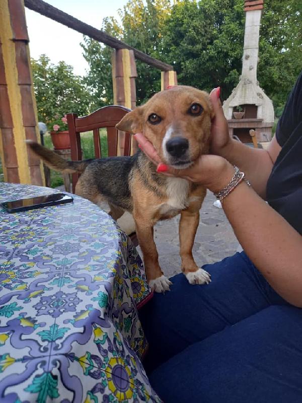 Laika Dolce Cagnolina Giovane